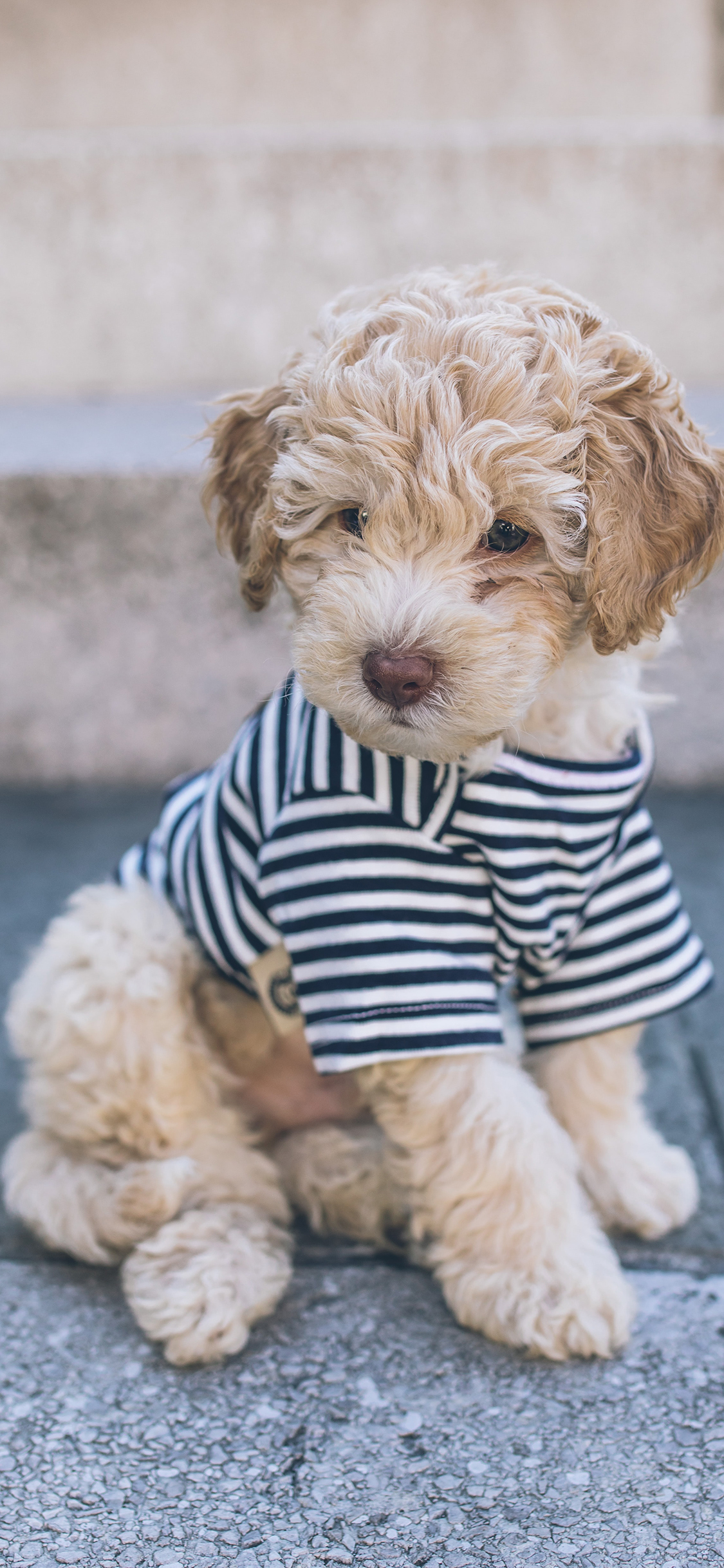 [2436×1125]宠物 小狗 衣服 可爱 苹果手机壁纸图片