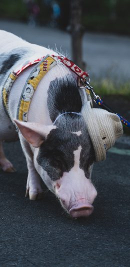[2436x1125]宠物 小香猪 猪猪 饲养 苹果手机壁纸图片