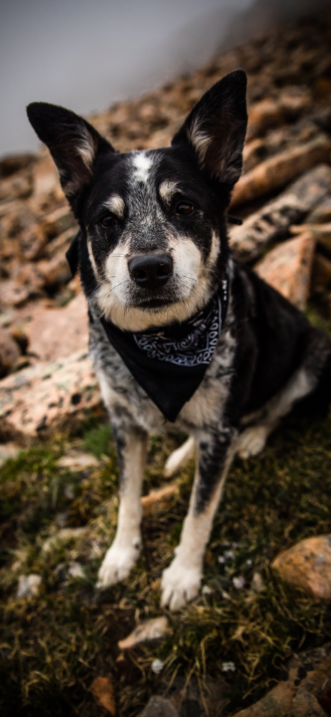 [2436×1125]宠物 山坡 狗 围巾 苹果手机壁纸图片