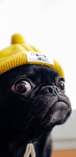 [2436x1125]宠物 巴哥 大眼 帽子 可爱 苹果手机壁纸图片