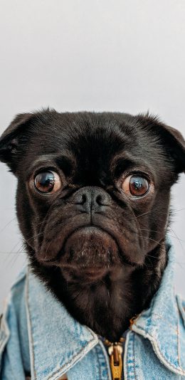 [2436x1125]宠物 巴哥 牛仔衣 犬类 宠物狗 苹果手机壁纸图片