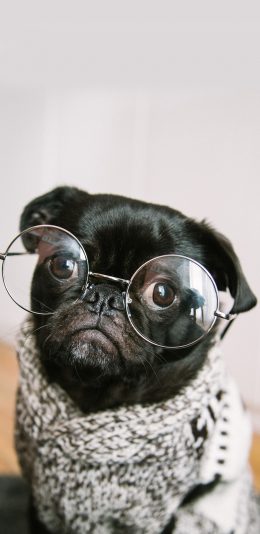 [2436x1125]宠物 巴哥 眼镜 黑狗 苹果手机壁纸图片