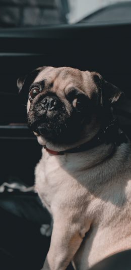 [2436x1125]宠物 巴哥 项圈 皮毛 苹果手机壁纸图片