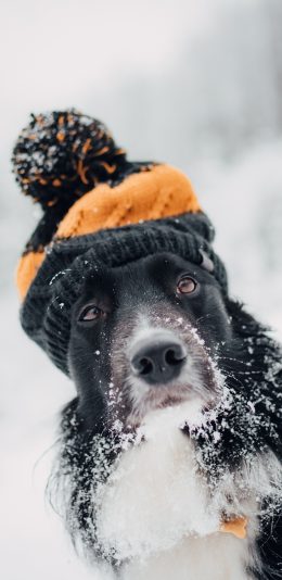 [2436x1125]宠物 帽子 雪季 雪地 苹果手机壁纸图片