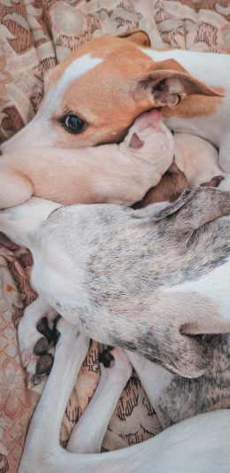 [2436x1125]宠物 幼仔 狗 一家 花色 苹果手机壁纸图片