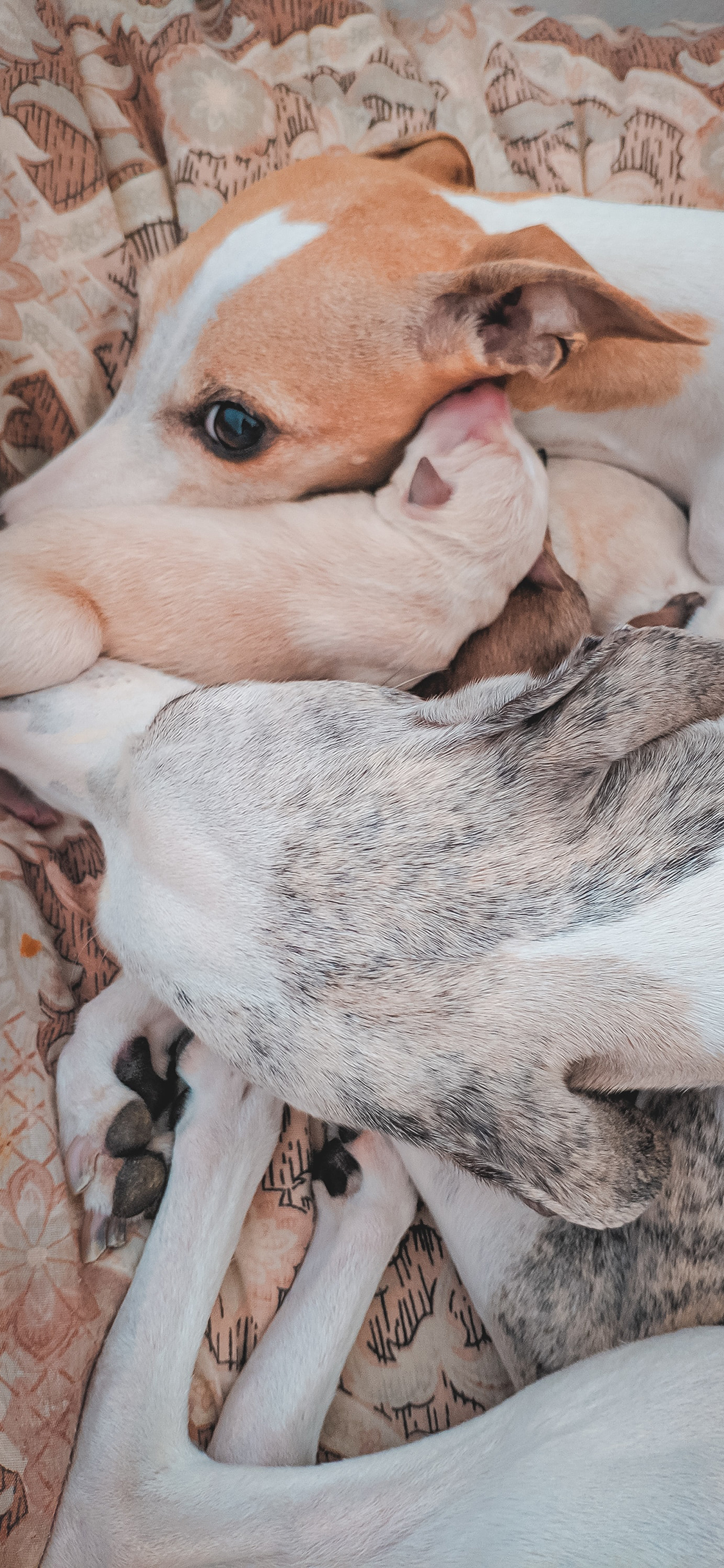 [2436×1125]宠物 幼仔 狗 一家 花色 苹果手机壁纸图片