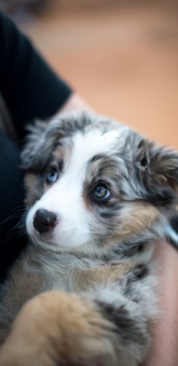 [2436x1125]宠物 怀抱 小狗 犬类 花色 苹果手机壁纸图片