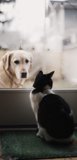 [2436x1125]宠物 拉布拉多犬 猫咪 苹果手机壁纸图片