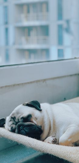 [2436x1125]宠物 斗牛 休憩 小狗 苹果手机壁纸图片
