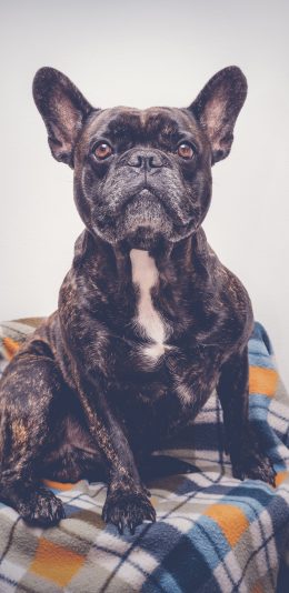 [2436x1125]宠物 斗牛 犬类 伶俐 苹果手机壁纸图片