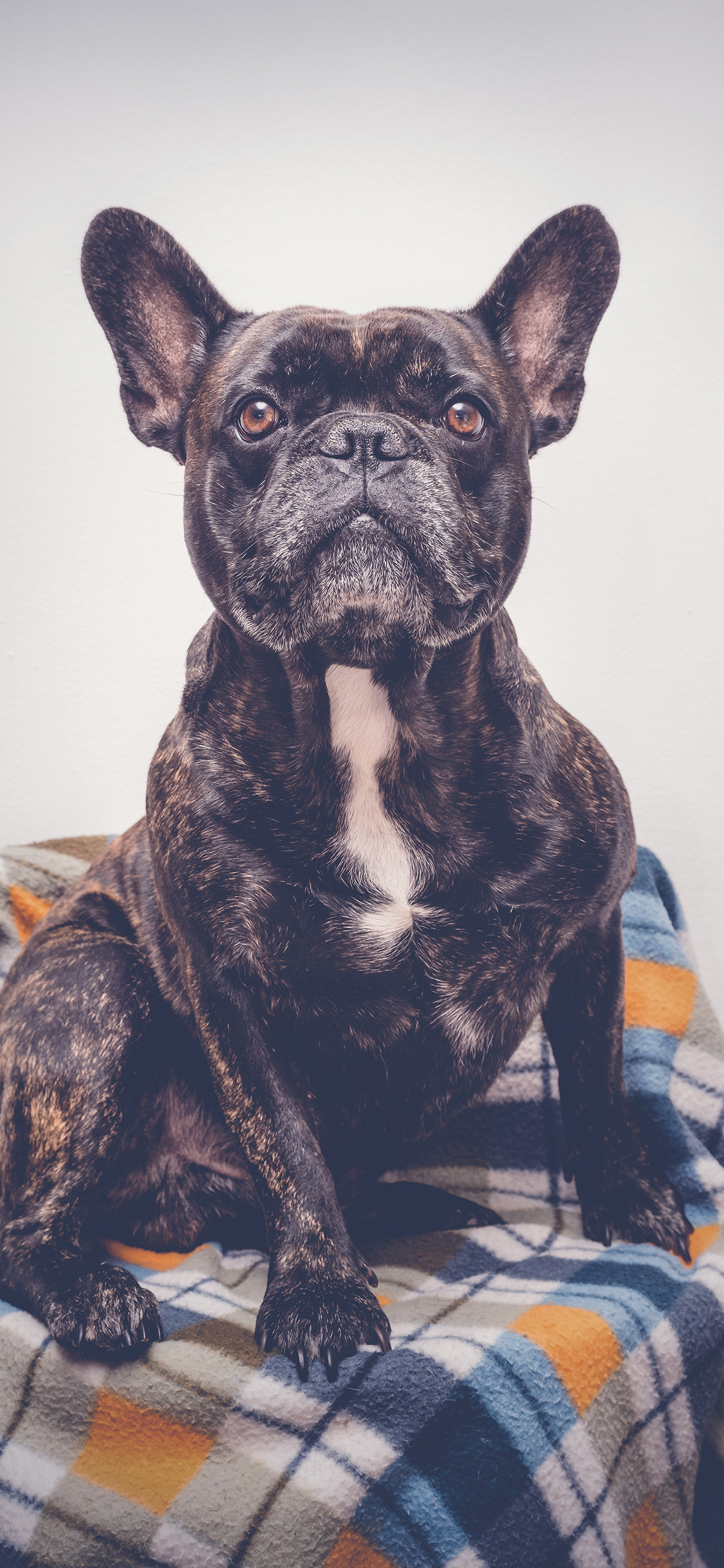 [2436×1125]宠物 斗牛 犬类 伶俐 苹果手机壁纸图片