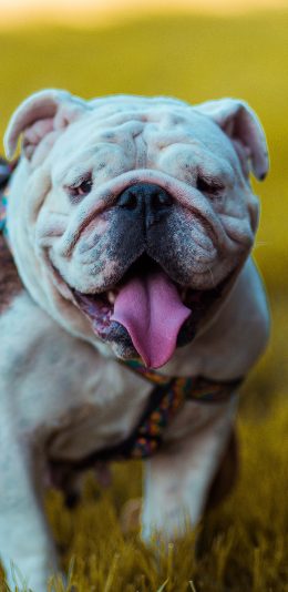 [2436x1125]宠物 斗牛 草地 吐舌 犬类 苹果手机壁纸图片