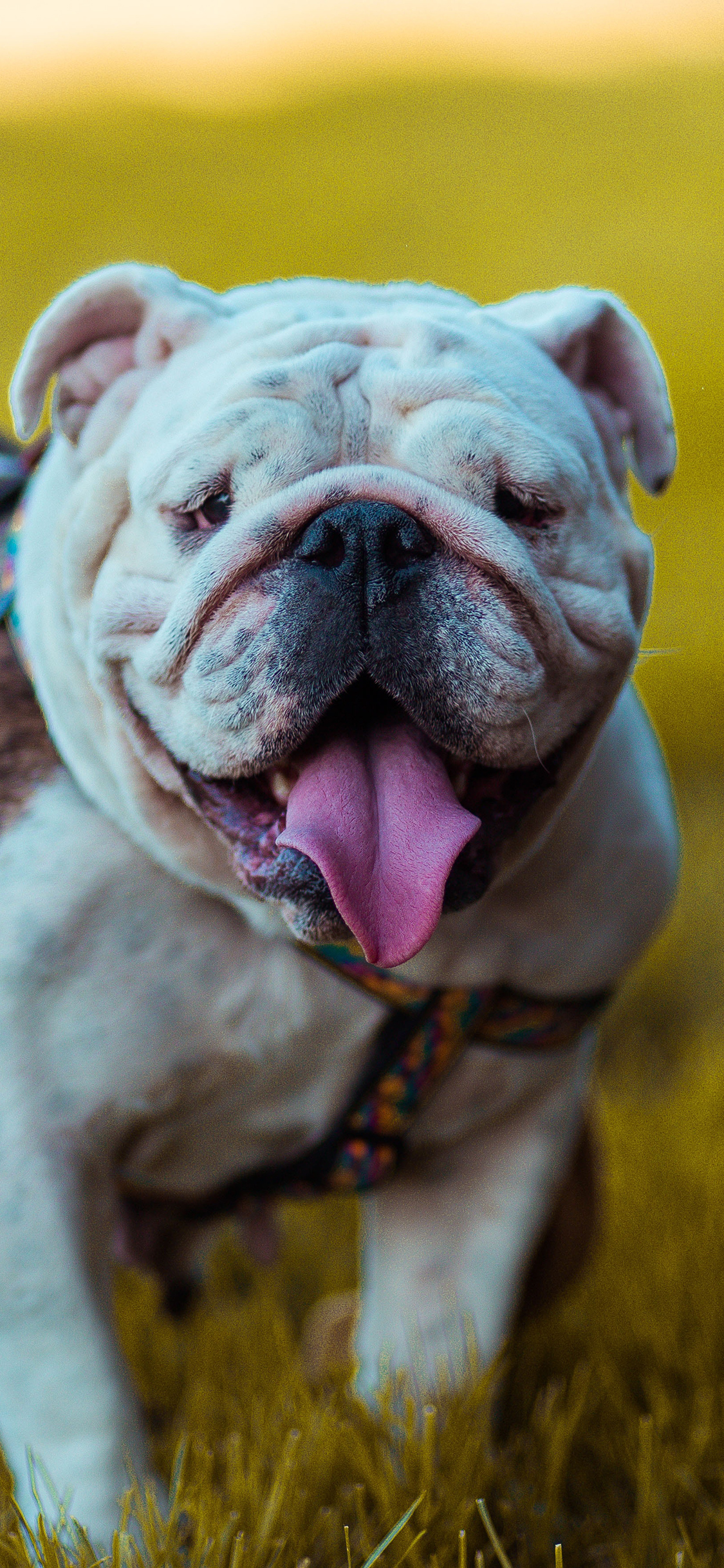 [2436×1125]宠物 斗牛 草地 吐舌 犬类 苹果手机壁纸图片