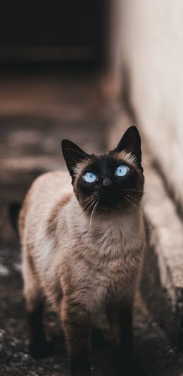 [2436x1125]宠物 暹罗猫 猫咪 眼眸 苹果手机壁纸图片