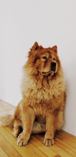 [2436x1125]宠物 松狮犬 鬃毛 皮毛 浓密 狗 苹果手机壁纸图片