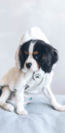 [2436x1125]宠物 查理士王小猎犬 衣服 狗 苹果手机壁纸图片