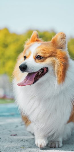 [2436x1125]宠物 柯基 可爱 犬类 苹果手机壁纸图片