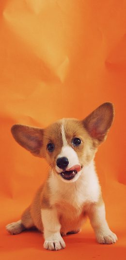 [2436x1125]宠物 柯基 吐舌 可爱 苹果手机壁纸图片