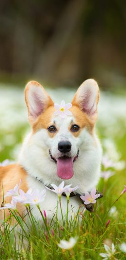[2436x1125]宠物 柯基 花草 草地 可爱 苹果手机壁纸图片