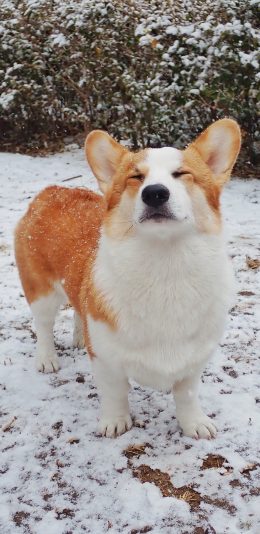 [2436x1125]宠物 柯基 雪地 闭眼 可爱 苹果手机壁纸图片