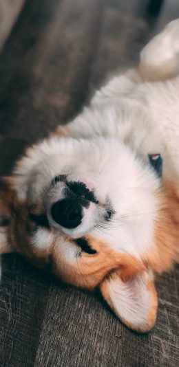 [2436x1125]宠物 柴犬 地毯 皮毛 苹果手机壁纸图片