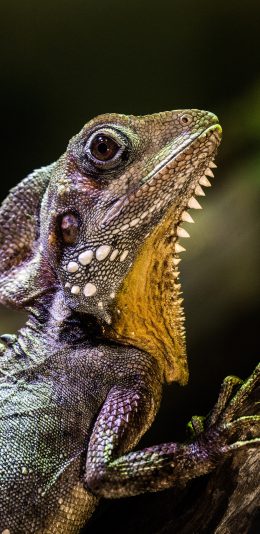 [2436x1125]宠物 树干 蜥蜴 变色龙 苹果手机壁纸图片