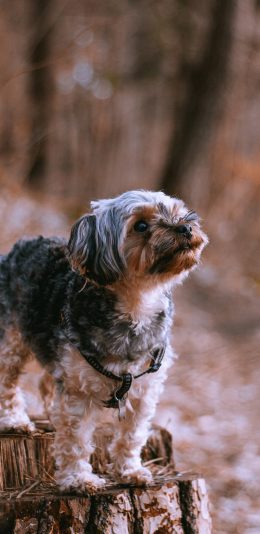 [2436x1125]宠物 树桩 野外 项圈 苹果手机壁纸图片