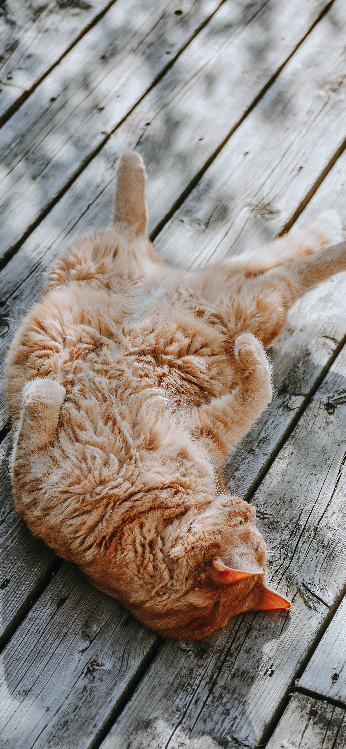 [2436×1125]宠物 橘猫 肥胖 仰卧 晒太阳 苹果手机壁纸图片