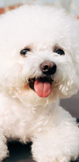 [2436x1125]宠物 比熊 可爱 小狗 吐舌 苹果手机壁纸图片