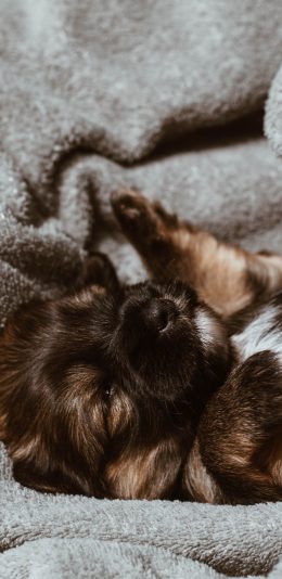 [2436x1125]宠物 毛毯 小狗 休憩 苹果手机壁纸图片