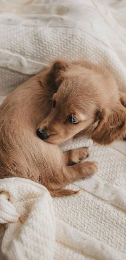 [2436x1125]宠物 毛毯 小狗 皮毛 苹果手机壁纸图片