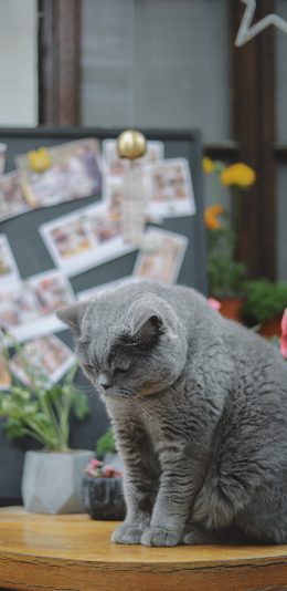 [2436x1125]宠物 毛默 灰猫 肥猫 苹果手机壁纸图片