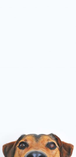 [2436x1125]宠物 汪星人 大眼珠 黑鼻子 苹果手机壁纸图片