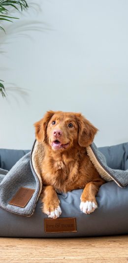 [2436x1125]宠物 汪星人 狗狗 猎犬 苹果手机壁纸图片