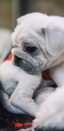 [2436x1125]宠物 法斗 小狗 皮毛 苹果手机壁纸图片