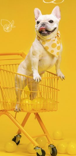 [2436x1125]宠物 法斗犬 写真 购物车（取自站酷网：PS亲宠摄影） 苹果手机壁纸图片