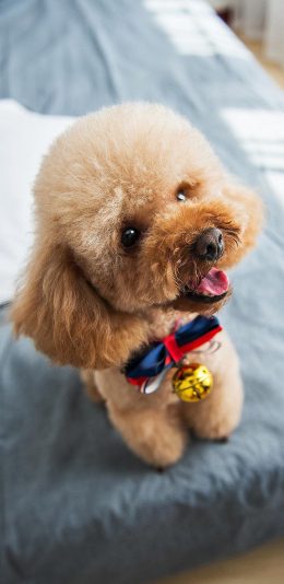 [2436x1125]宠物 泰迪 毛发 可爱 狗 犬类 苹果手机壁纸图片