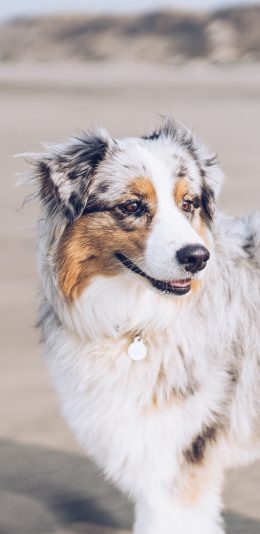 [2436x1125]宠物 牧羊犬 狗牌 户外 苹果手机壁纸图片