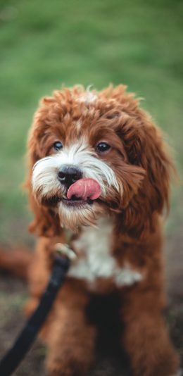 [2436x1125]宠物 牵引绳 狗 犬类 苹果手机壁纸图片