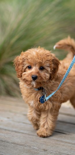 [2436x1125]宠物 牵绳 泰迪 小狗 苹果手机壁纸图片