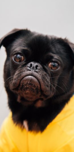 [2436x1125]宠物 犬类 大眼 黄衣 巴哥 苹果手机壁纸图片