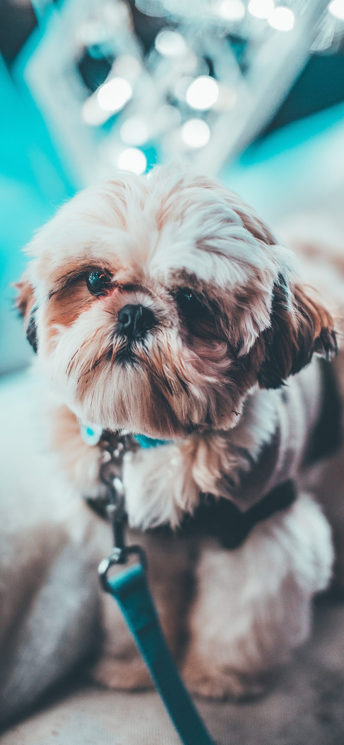 [2436×1125]宠物 犬类 牵引绳 小狗 苹果手机壁纸图片