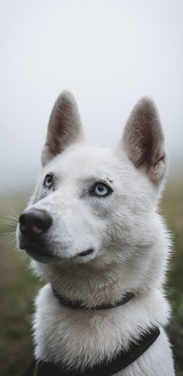 [2436x1125]宠物 犬类 狗 户外 苹果手机壁纸图片