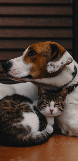 [2436x1125]宠物 狗  猫咪 饲养 苹果手机壁纸图片