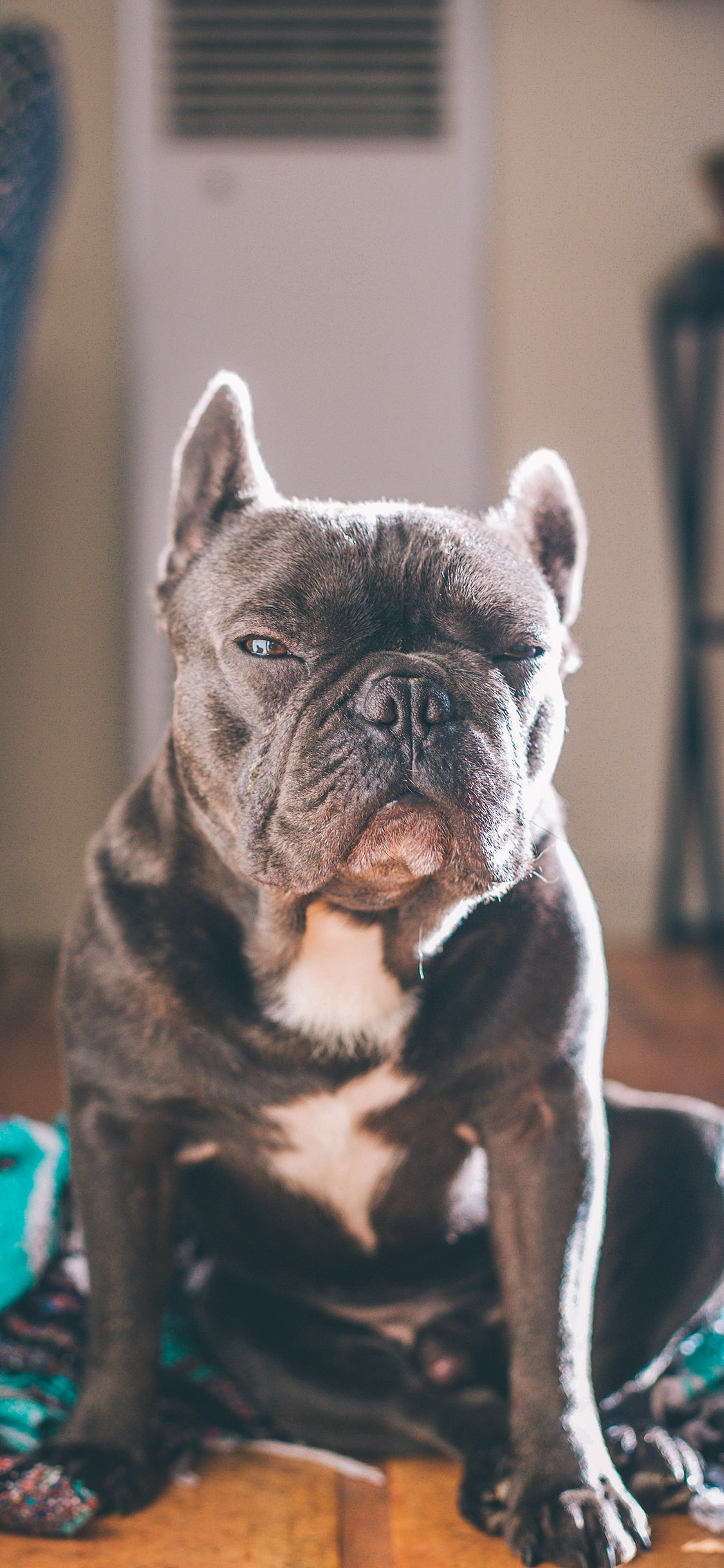 [2436×1125]宠物 狗 斗牛犬 拉皮 苹果手机壁纸图片