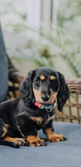 [2436x1125]宠物 狗 沙发 幼仔 项圈 苹果手机壁纸图片