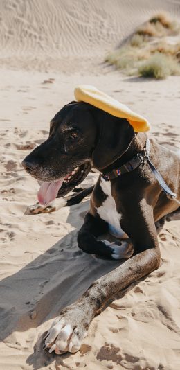 [2436x1125]宠物 狗 沙滩 帽子 苹果手机壁纸图片