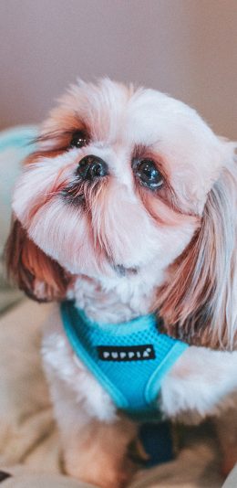 [2436x1125]宠物 狗 犬类 苹果手机壁纸图片