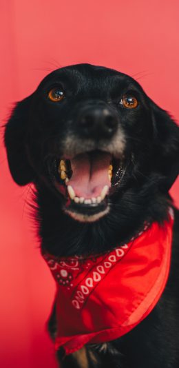 [2436x1125]宠物 狗 红领巾 犬类 黑 苹果手机壁纸图片