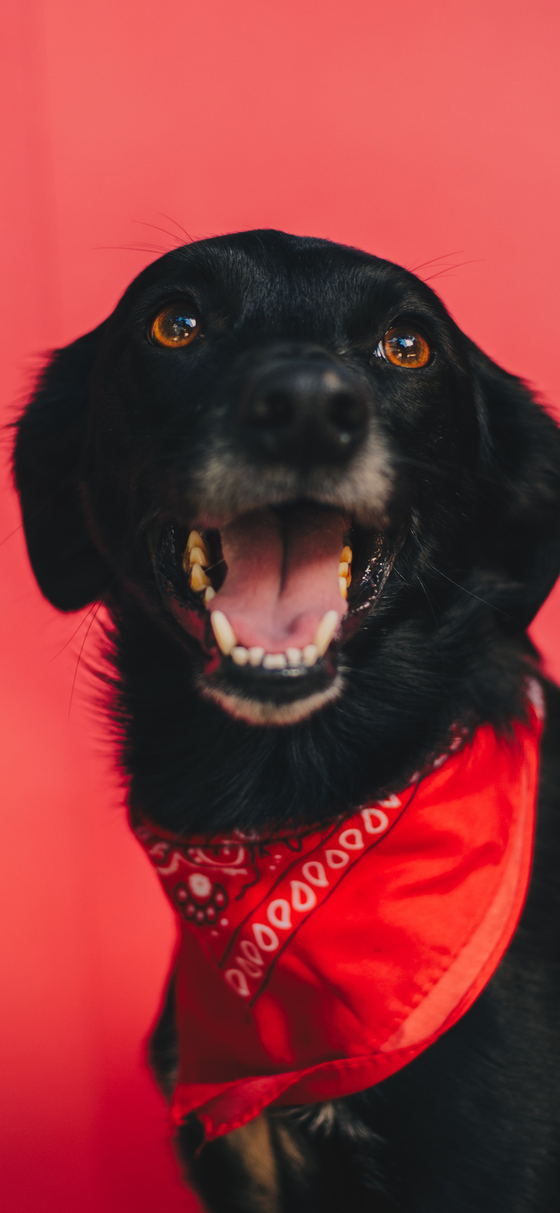 [2436×1125]宠物 狗 红领巾 犬类 黑 苹果手机壁纸图片